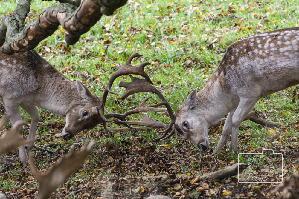 Rutting fallow deer (Dama dama) Rutting fallow deer (Dama dama)