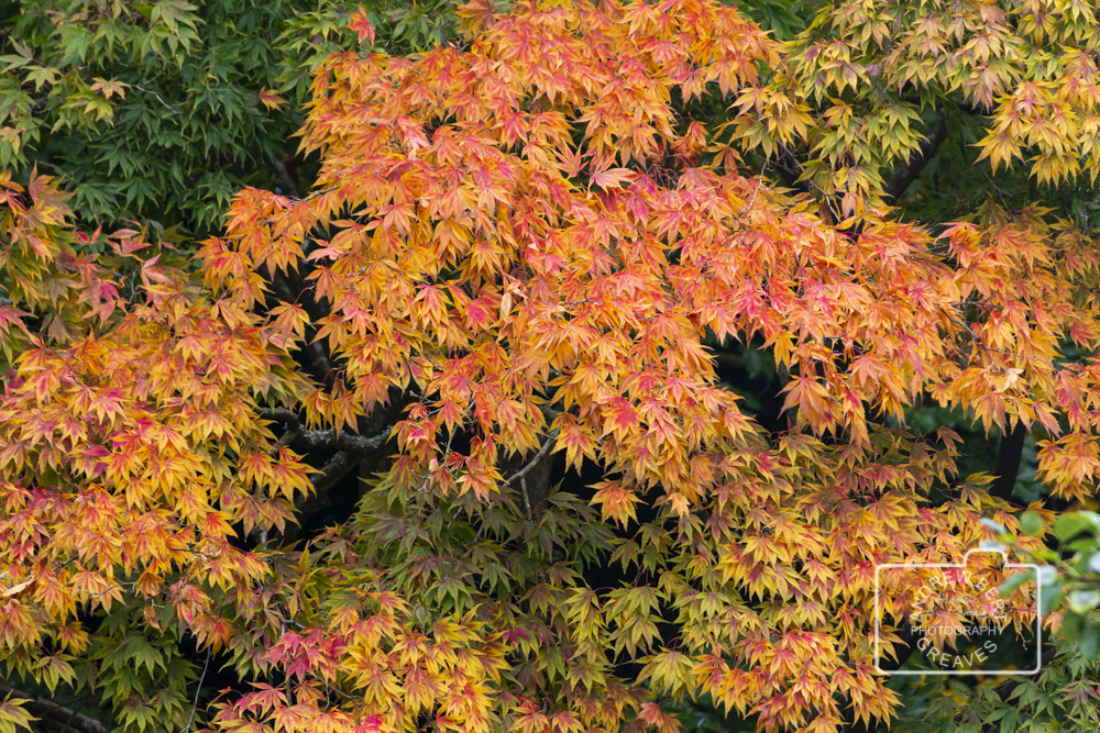Autumn Acer leaves Autumn Acer leaves