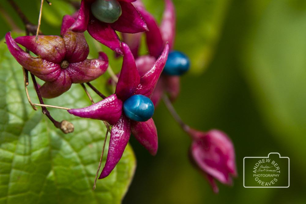 Harlequin glorybower (Clerodendrum trichotomum) Harlequin glorybower (Clerodendrum trichotomum)