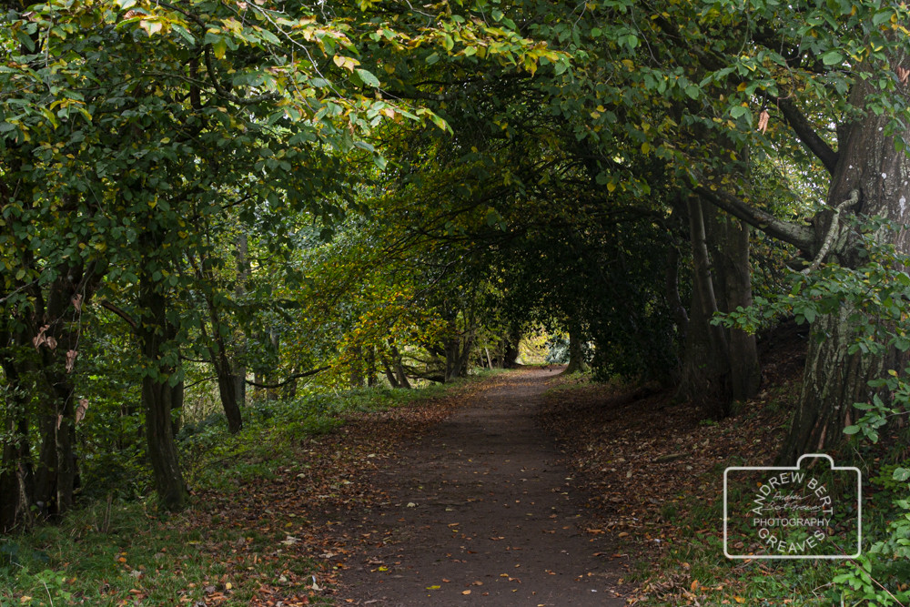 Tree lined path Tree lined path