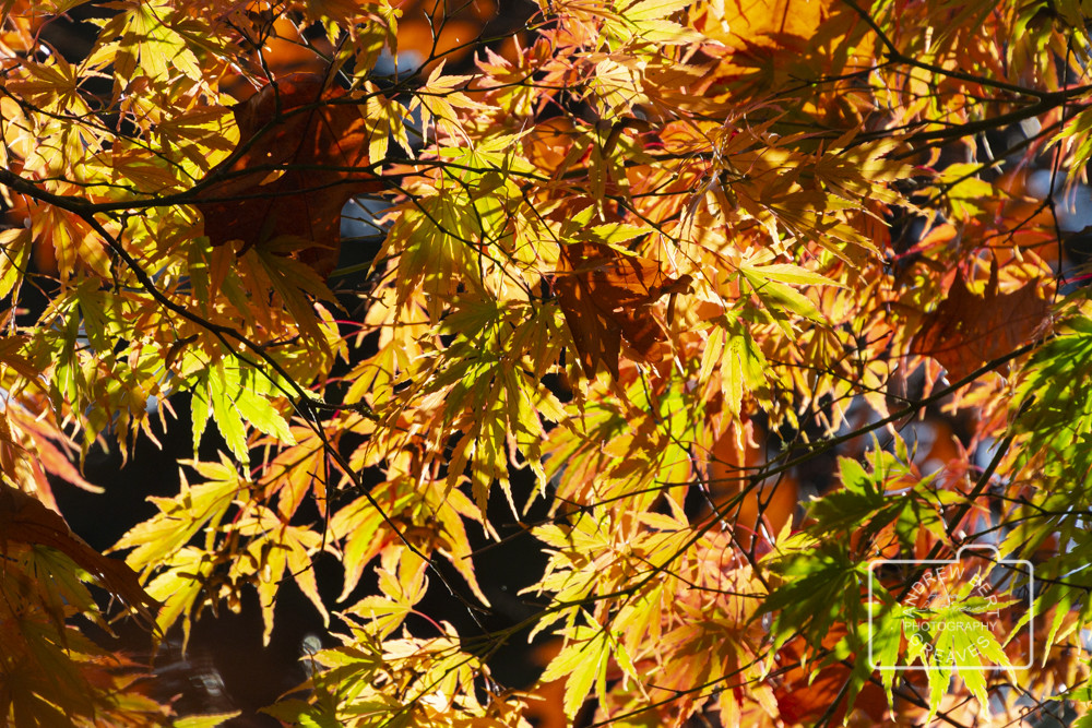 Autumn Acer leaves Autumn Acer leaves
