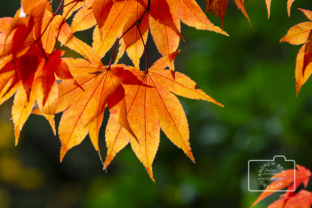 Autumn Acer leaves Autumn Acer leaves