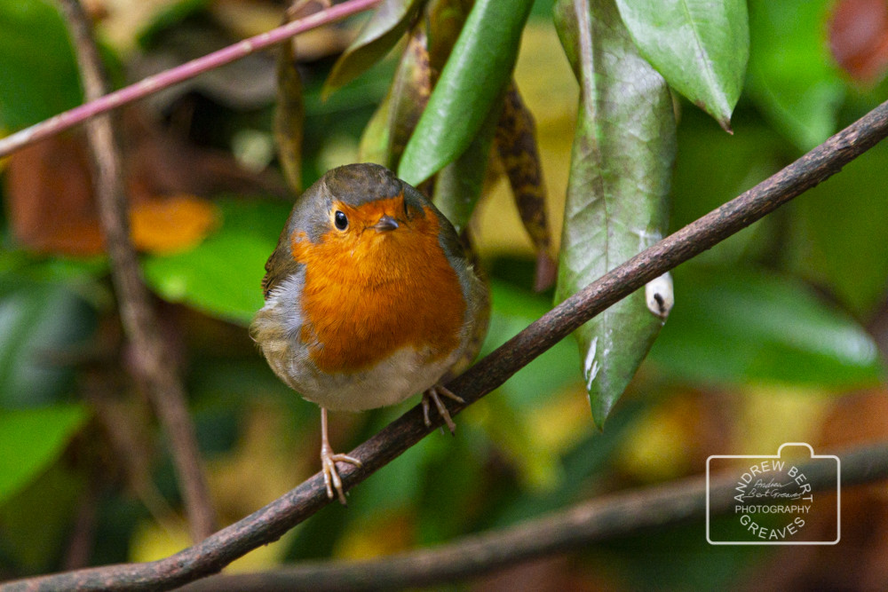 Robin (Erithacus rubecula) Robin (Erithacus rubecula)