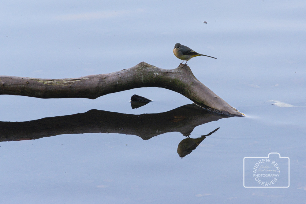 Grey wagtail (Motacilla cinerea) Grey wagtail (Motacilla cinerea)