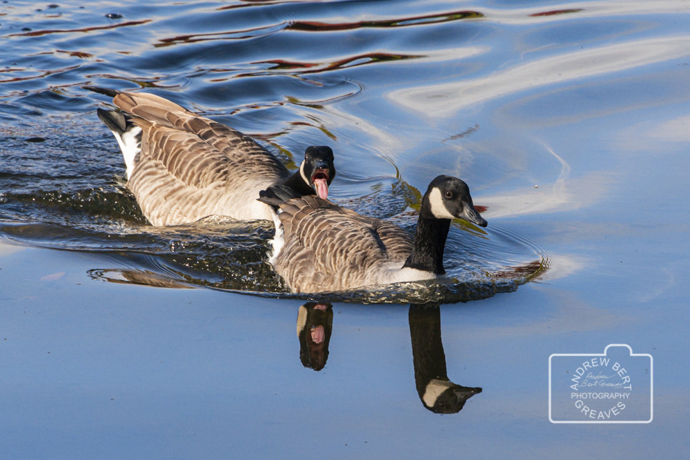 Two Canada geese (Branta canadensis) Two Canada geese (Branta canadensis)